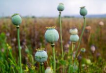 Kako je CIA pokušala osujetiti proizvodnju opijuma u Avganistanu