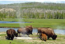 Jelouston – najstariji nacionalni park na svijetu