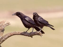 Gavrani napadaju stoku – stočari traže zaštitu