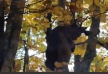 Rijetka šumska zvijer snimljena na Balkanu