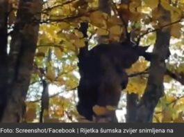 Rijetka šumska zvijer snimljena na Balkanu