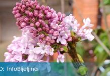 U Semberiji procvjetao jorgovan