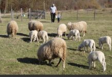 Fenomen u Gradiškoj – bliznenje ovaca