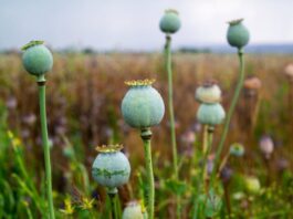 Kako je CIA pokušala osujetiti proizvodnju opijuma u Avganistanu