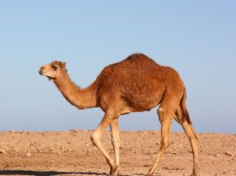 Saudijska Arabija uvela pasoše za kamile